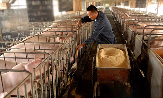 母豬是用粉料還是顆粒料？