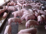 今年養豬有盼頭了？