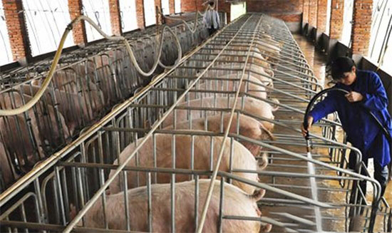 中央将下發一大波養豬環保補貼