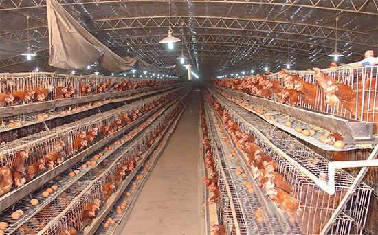 夏季蛋雞的營養需求