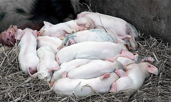 怎樣讓仔豬順利度過斷奶關呢?