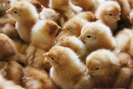 雛雞強健的關鍵性能指标有哪些