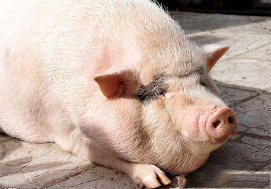 母豬黃金配種方案