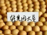 對中國批準進口美國轉基因大豆的解讀
