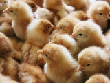 雛雞強健的關鍵性能指标有哪些