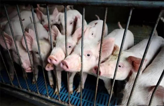 散養豬戶的壓力 雙層夾擊下以後該何去何從？