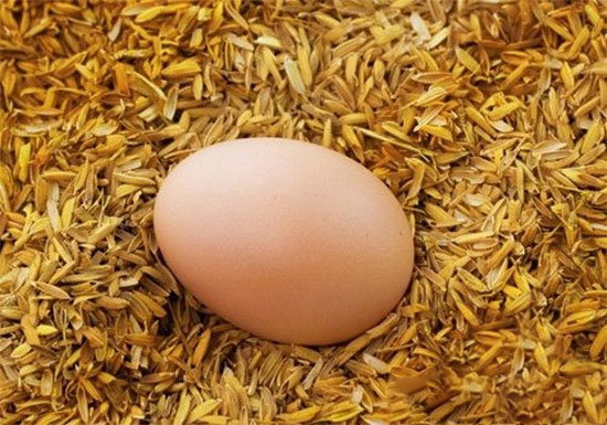 孵化蛋質量對孵化優化管理的影響