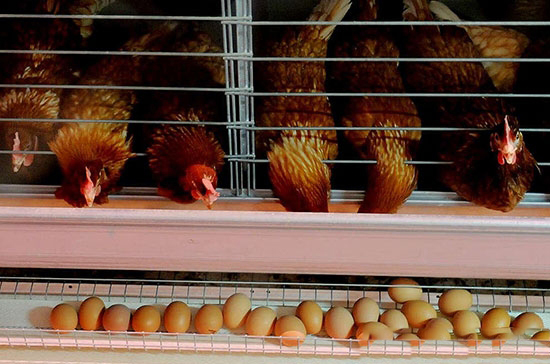 夏季蛋雞管理别大意