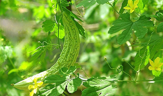 夏季豬吃點“苦” 營養又解暑