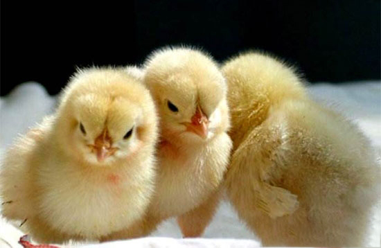 七招措施提高雛雞成活率