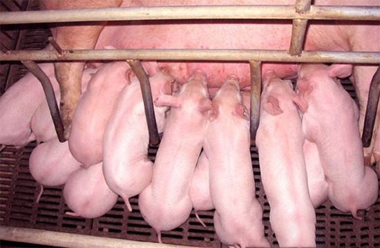 三大措施穩定豬苗質量