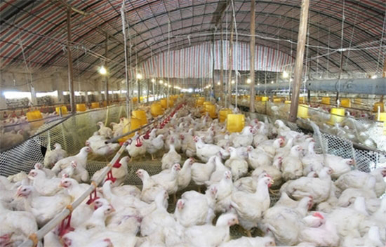 夏季肉雞養殖的要點和注意事項