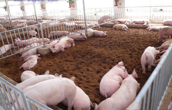 養豬場要搞好衛生防疫工作
