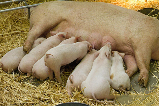 豬體弱多病原因竟是仔豬階段沒做好工作