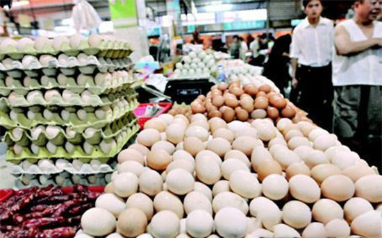 蛋雞業的又一騙局 傷了很多養雞人