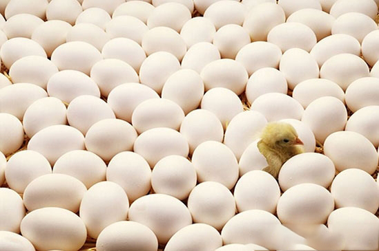 孵化率低的原因有哪些