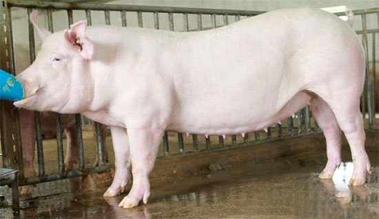 種母豬挑選方法