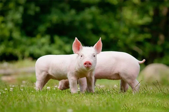 豬磨牙怎麼辦呢?