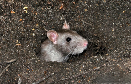 養豬場滅老鼠方法有哪些?