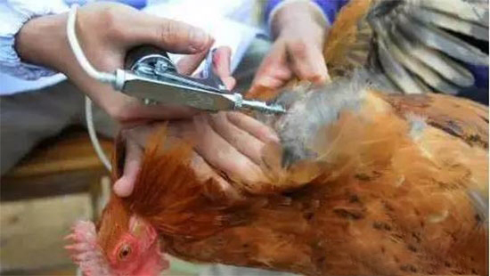 H7疫苗已于3日發往廣東 近日将展開試點