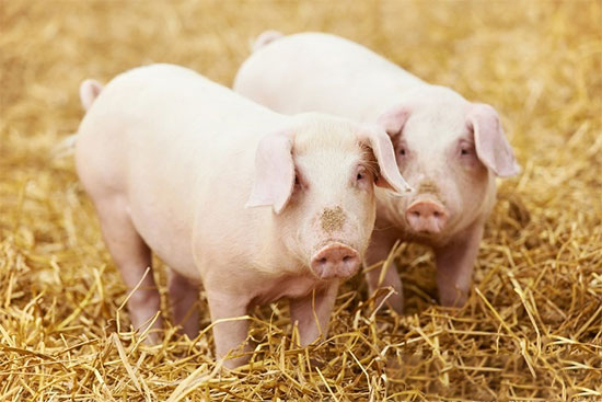 育肥豬七定位管理法