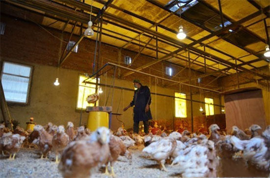 淺析養雞場臭味治理技術措施