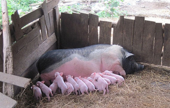 順産的接産原則是不要過多的人為幹預