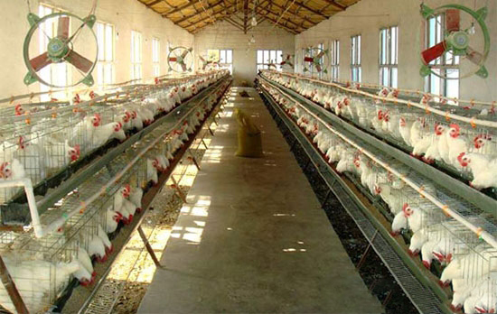 六類添加劑應對熱應激