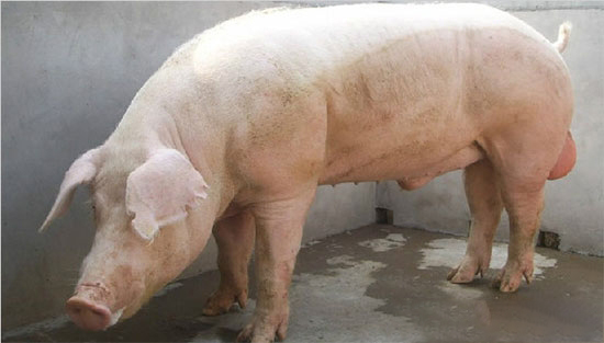 飼養好種公豬的方法