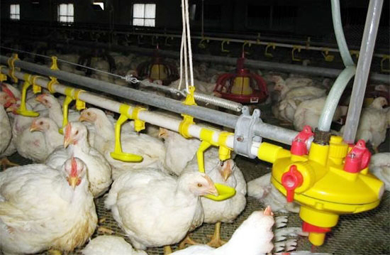 夏季養雞愁降溫通風 這裡全幫你搞定！