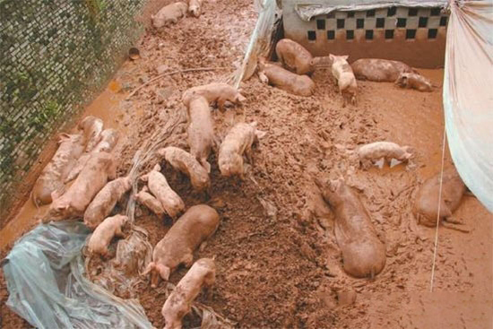 多雨時期豬場管理的幾點建議