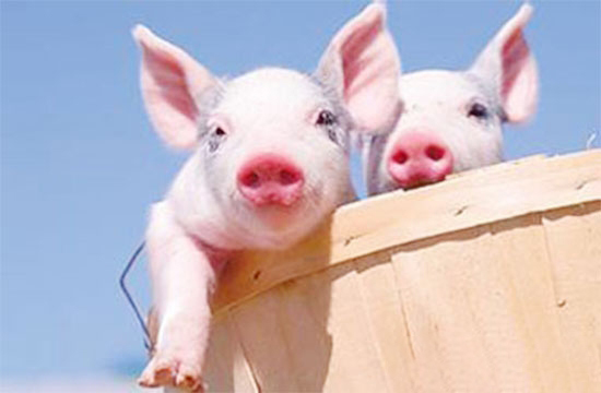 養豬禁養區與适養區