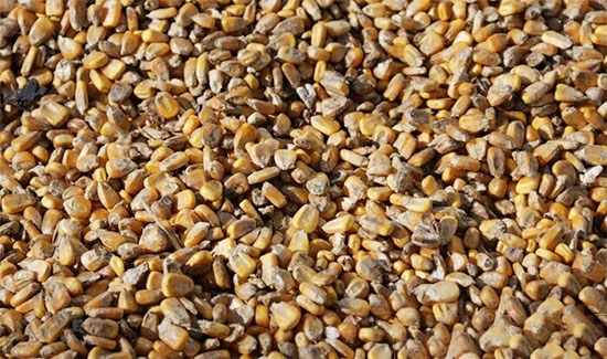 黴變飼料的處理和措施