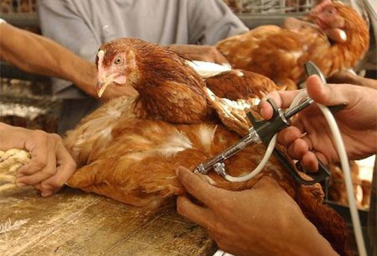 今秋開始對全國家禽開展H7N9免疫