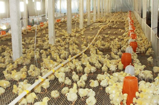 肉仔雞飼養控制好溫濕度