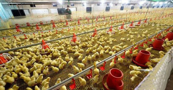 雞舍環境應該重視的三個方面