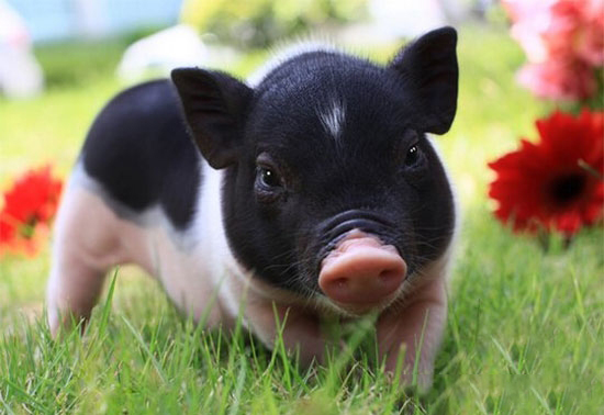 養豬場為什麼要搞種養一體化？