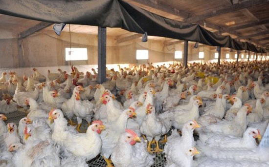 肉雞養殖的關鍵控制點