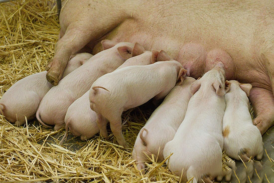 斷奶時将母豬轉走常常會發生什麼？