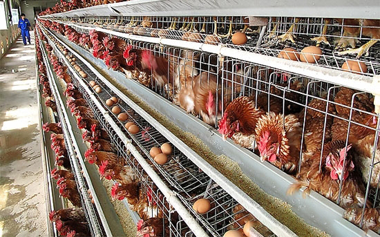 雞場腹瀉病泛濫，該如何應對？