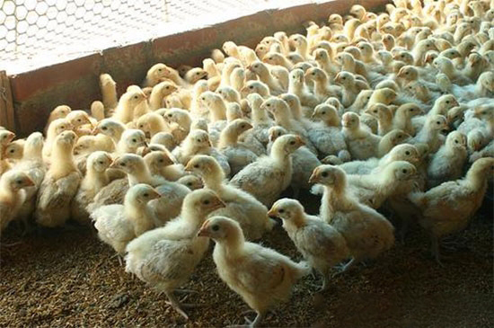 雞場防治葡萄球菌五要素