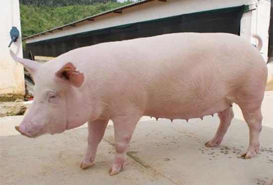 如何挑選後備母豬