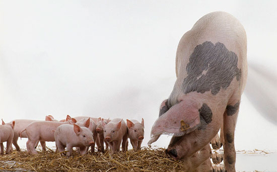 有哪些秘訣可以幫助仔豬平穩渡過斷奶期呢？