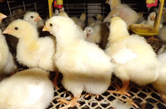 治療雞腸道病應遵循什麼原則?