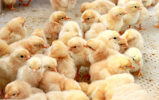 關于育雛的11條标準