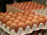 雞蛋這次漲價是福還是禍 聽聽專家說的