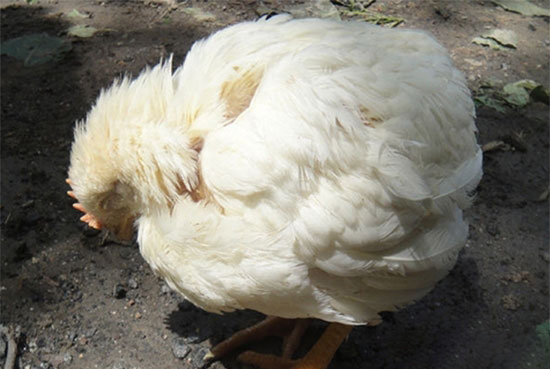 造成新城疫免疫失敗的五個主要原因和相應的對策