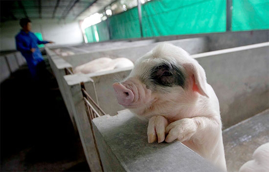 豬場管理6大妙招