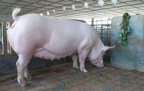 懷孕後期母豬水腫怎麼辦？