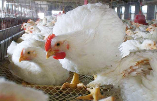 雞球蟲病的危害性及防治